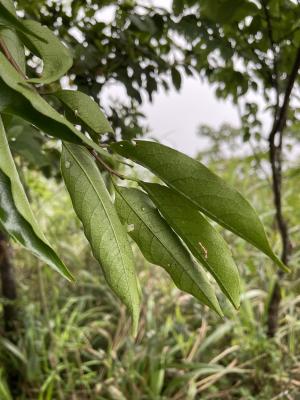 墨點櫻桃