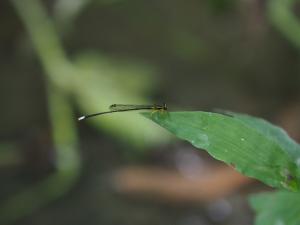 黃狹扇蟌