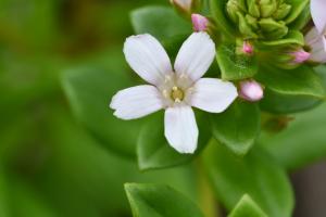 茅毛珍珠菜