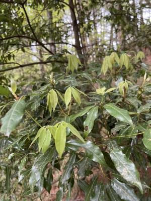 高山新木薑子