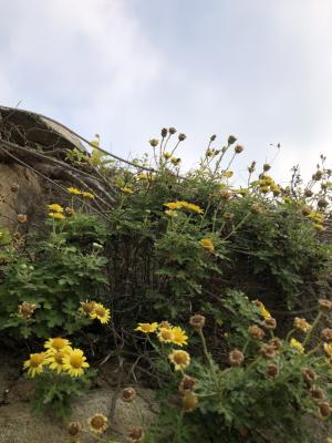 油菊 野菊