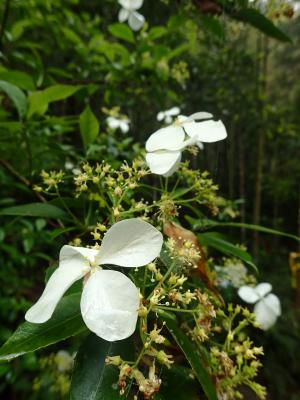 華八仙(華南分布)