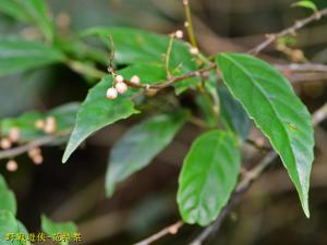 臺灣山桂花