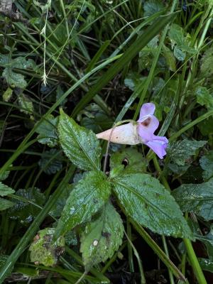 紫花鳳仙花