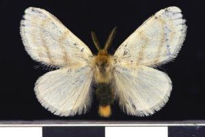 淡紋黃毒蛾／Euproctis karapina Strand,1914
