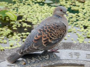 金背鳩(台灣亞種)