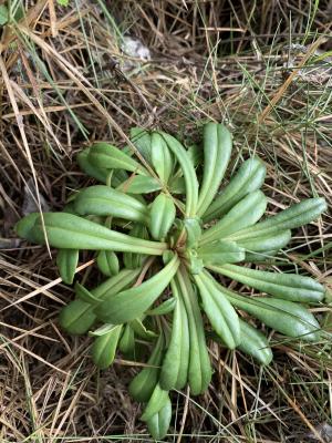 茅毛珍珠菜