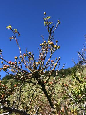 高山薔薇