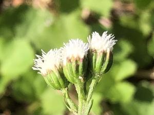 勝紅薊 (藿香薊)