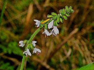 阿里山紫花鼠尾草