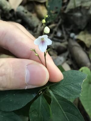 鐘花草 (鐘刺草)