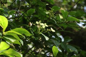 華八仙(華南分布)