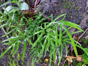 井欄邊草 (鳳尾蕨)