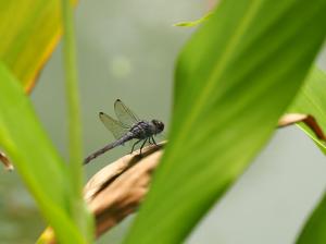 溪神蜻蜓