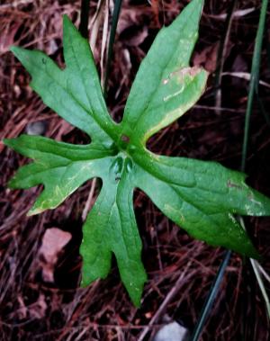 高山破傘菊