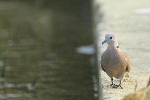 紅鳩