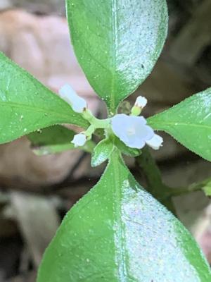 白花蛇根草