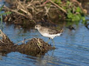 20090726_380220_Long-Toed_Stint_PA021254.jpg