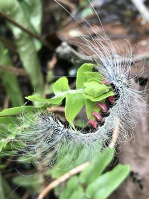 閃光苔蛾