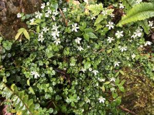 阿里山繁縷