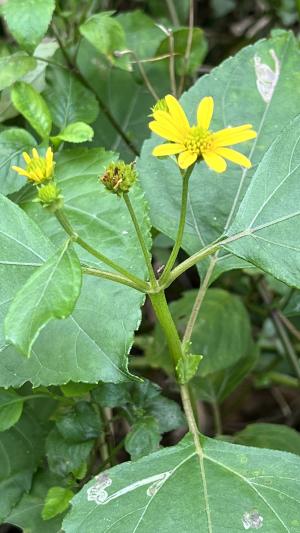 雙花蟛蜞菊