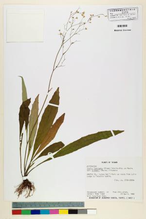 Ixeris laevigata (Blume) Schultz-Bip. ex Maxim var. oldhami (Maxim.) Kitam._標本_BRCM 7079