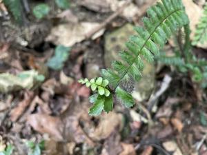 生芽鐵角蕨(承名變種)