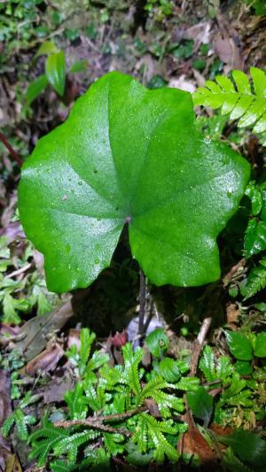 臺灣山菊