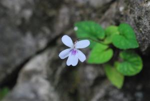 川上氏菫菜