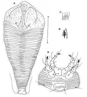 Calepitrimerus brevilinea Huang, 2001