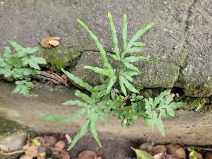 井欄邊草 (鳳尾蕨)