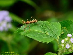 齒緣刺獵蝽