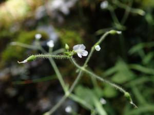 亞毛無心菜