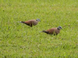 紅鳩