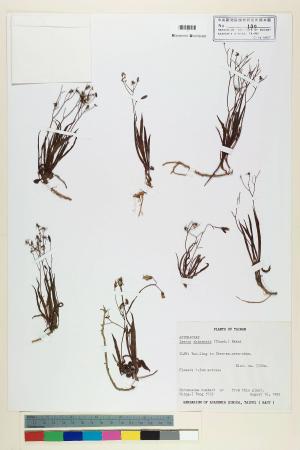Ixeris chinensis (Thunb.) Nakai_標本_BRCM 6428