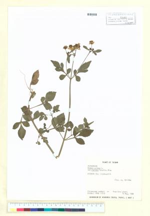 Bidens pilosa L. var. radiata Sch._標本_BRCM 7089