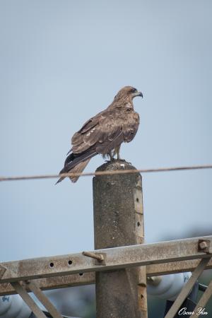 黑鳶