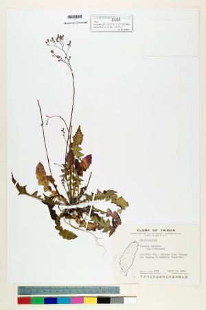 Youngia japonica (L.) DC. subsp. monticola Koh Nakam. & C.I Peng_標本_BRCM 5481