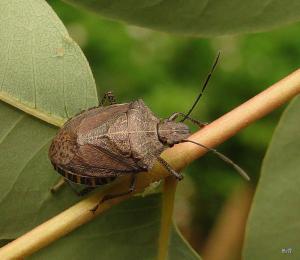 格椿Cappaea taprobanensis (Dallas, 1851)  