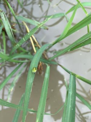 甘薯台龜甲 (甘藷龜金花蟲)