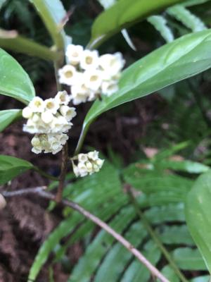 山桂花