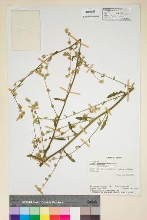 Blumea sessiliflora Decne._標本_BRCM 4791