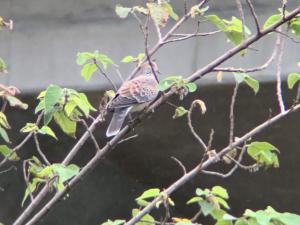 金背鳩(台灣亞種)