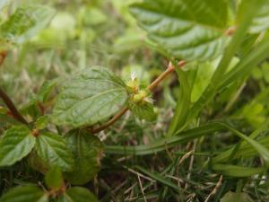 鐵莧菜 朴草