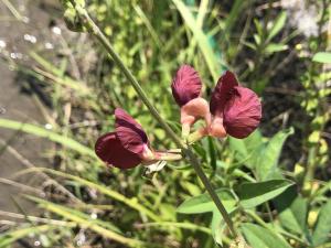 大翼豆 (長序菜豆)