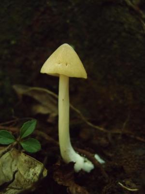 Entoloma omiensis(黃條紋粉褶菌)