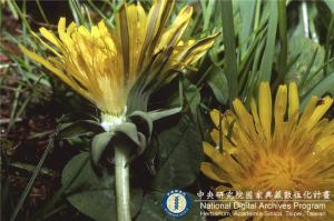 Taraxacum officinale F.H. Wigg._BRCM 6130