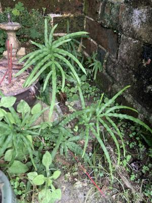 井欄邊草 (鳳尾蕨)