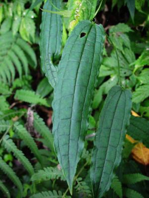 烏蘇里山馬薯