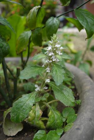 日本筋骨草 紫背金盤  (夏枯草)